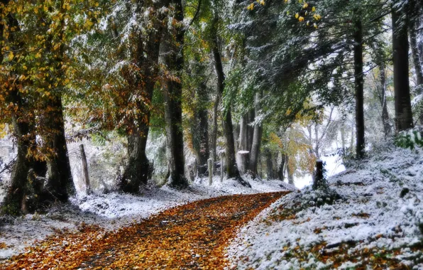 Картинка зима, дорога, природа, фото