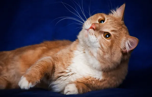 Картинка кошка, кот, усы, поза, рыжий, смотрит, синий фон, мордаха, обои от lolita777