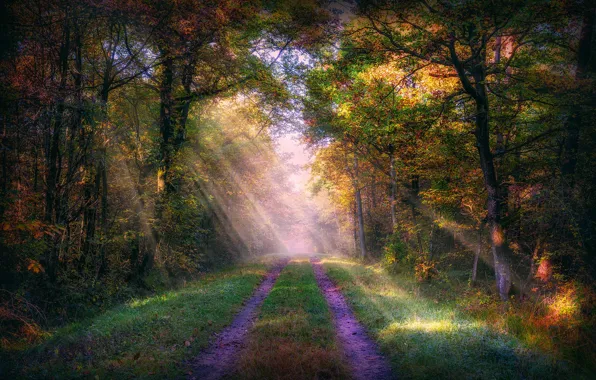 Картинка road, autumn, sunlight, woodland, sunray
