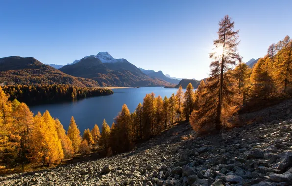 Картинка осень, деревья, горы, озеро, Швейцария, Альпы, Switzerland, Alps, Lake Sils, Верхний Энгадин, озеро Зильс, кантон …