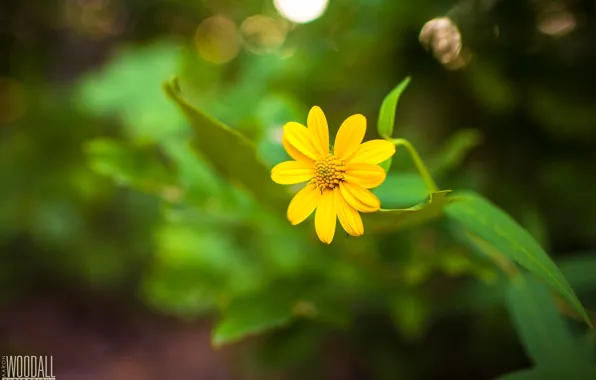 Картинка цветок, желтый, стебель, photographer, Aaron Woodall