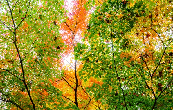 Картинка осень, листья, деревья, ветки