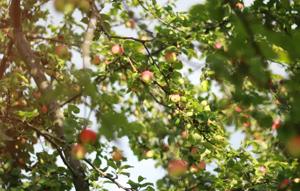 Картинка лето, дерево, яблоко, яблоня