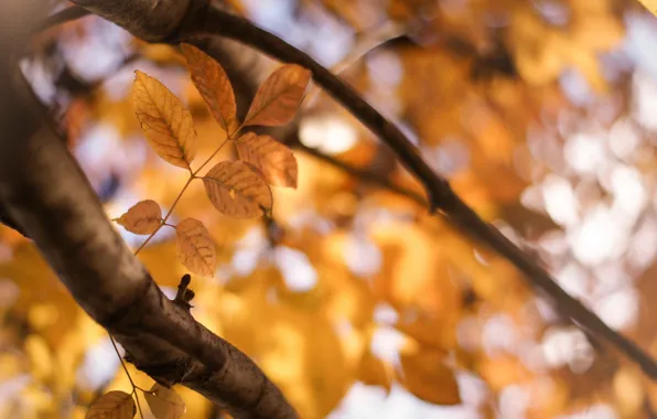Картинка осень, листья, ветки, природа