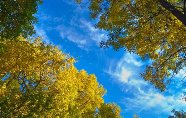 Картинка осень, листья, деревья, природа, голубое небо