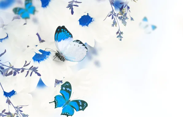 Картинка бабочки, цветы, листики, веточки, белые хризантемы