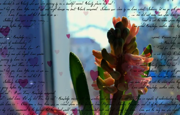 Картинка цветок, надписи, надпись, сердечко, flower, heart, inscription, письмена, гиацинт, hyacinth, inscriptions