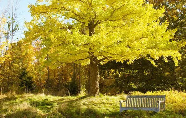 Картинка осень, небо, деревья, парк, сад, скамья