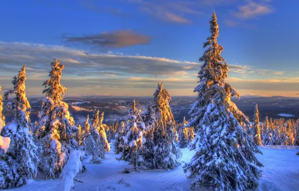 Картинка зима, елки, мороз