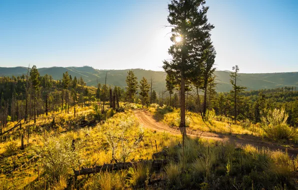Картинка дорога, осень, лес, небо, солнце, деревья, холмы, США, Colorado, возвышенность