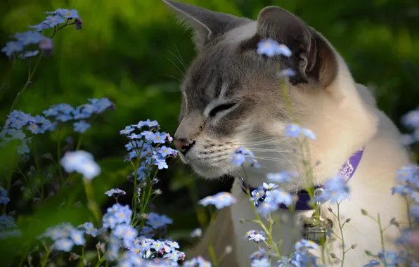 Картинка цветы, незабудки, Тонкинская кошка, Тонкинез
