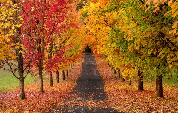 Картинка дорога, осень, деревья, природа, краски
