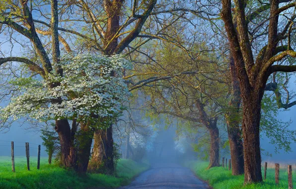 Картинка дорога, деревья, туман, весна, цветение