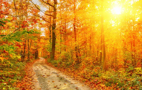 Картинка лучи, свет, Природа, Осень, Деревья, Листья, Дороги, Леса