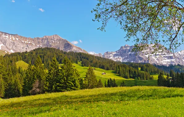 Картинка лес, деревья, горы, природа, Швейцария, луг, Switzerland