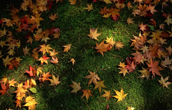 Картинка осень, лес, природа, россыпь, зелёная трава, зелёный фон, осенние жёлтые листья