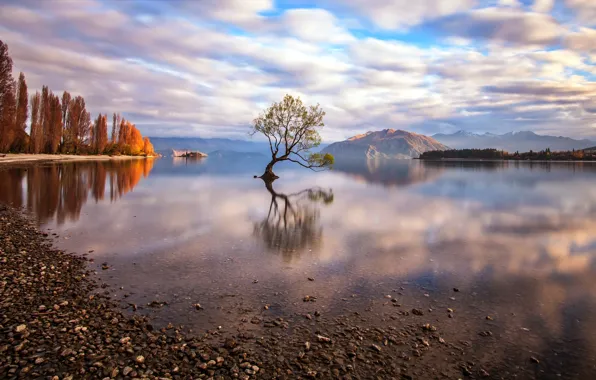 Картинка природа, озеро, дерево
