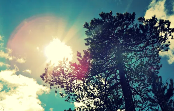 Картинка лето, небо, солнце, голубое, сосна, дерево., 2014, Ноябрьск, ЯНАО, 1 июня