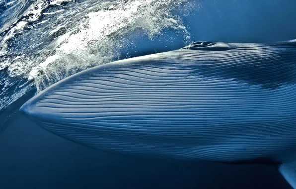 Картинка вода, кит, National Geographic