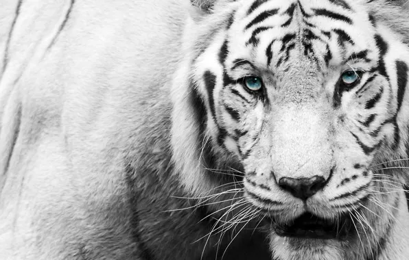 Картинка взгляд, морда, тигр, чёрно-белое