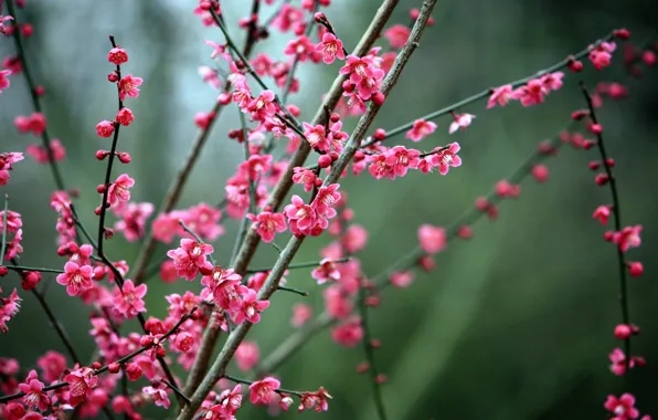 Картинка Nature, Sakura, Flowers