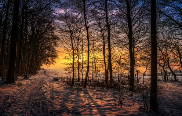 Картинка солнце, снег, деревья, обработка, Sunset walk
