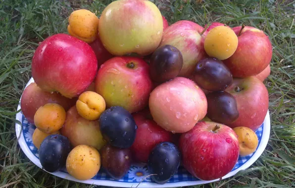 Картинка трава, капли, яблоки, Лето, фрукты, сливы, абрикосы
