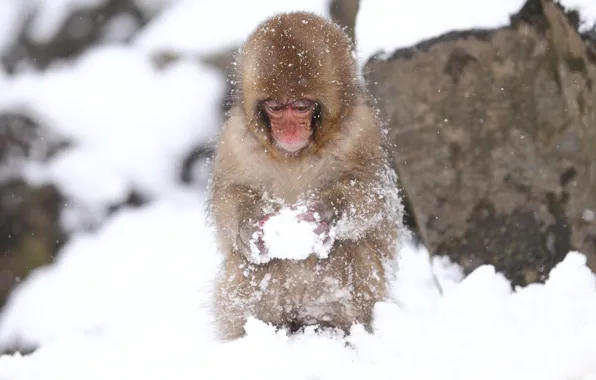 Картинка холод, макро, снег, обезьяна