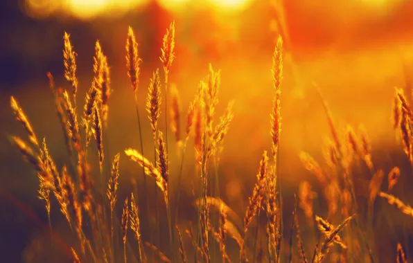 Картинка пшеница, лето, закат, колосья