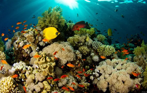 Картинка море, океан, кораллы, подводный мир, тропические рыбки