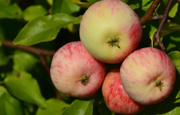 Картинка макро, яблоки, ветка, плоды