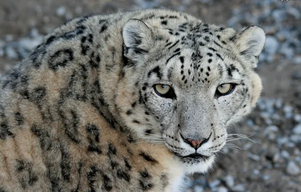 Картинка взгляд, морда, хищник, ирбис, снежный барс, snow leopard