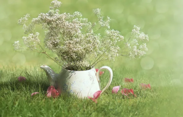 Картинка grass, sunshine, field, flowers, morning, petals, teapot