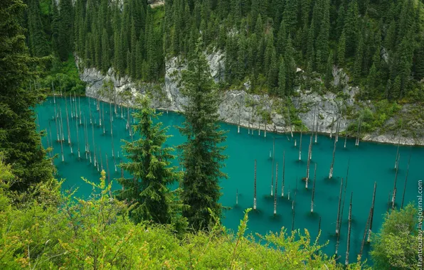 Картинка Казахстан, Кольсайские озера, озеро Каинды, утонувший лес