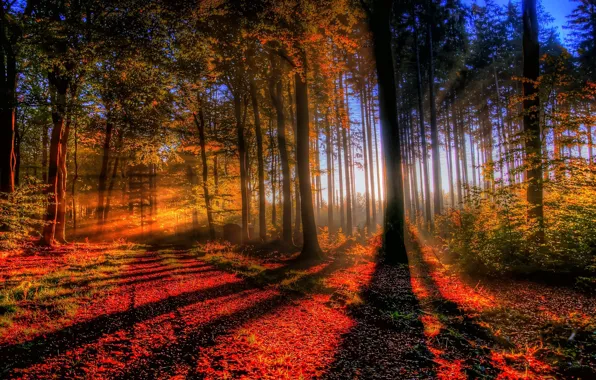 Картинка осень, лес, свет, деревья, закат