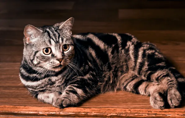 Картинка кошка, обои, лежит, полосатая, британская