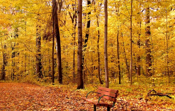 Картинка осень, листья, деревья, парк, листва, аллея, скамья