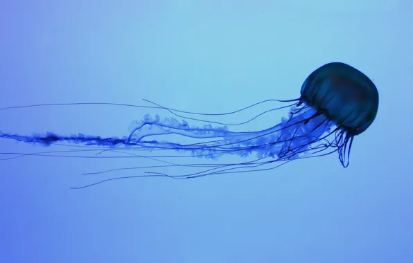 Картинка синий, медуза