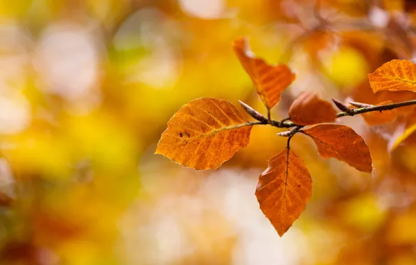 Картинка осень, макро, природа, ветка, желтые, Листья, оранжевые, боке