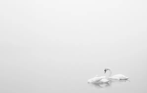 Картинка озеро, минимализм, лебеди
