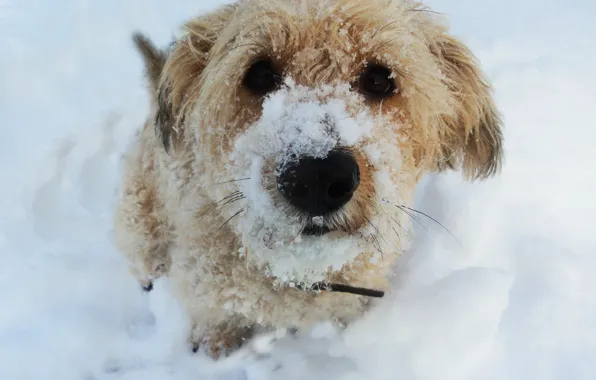 Картинка снег, собака, KroSh