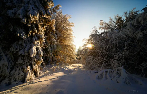 Картинка зима, лес, солнце, лучи, свет, снег, блики, Германия, Февраль, земли Гессен