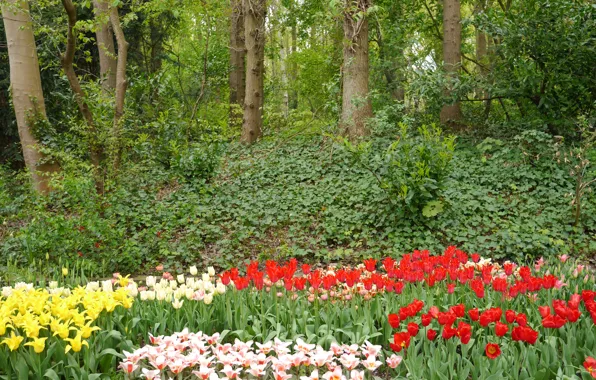 Картинка деревья, цветы, сад, тюльпаны, Нидерланды, Keukenhof, Lisse