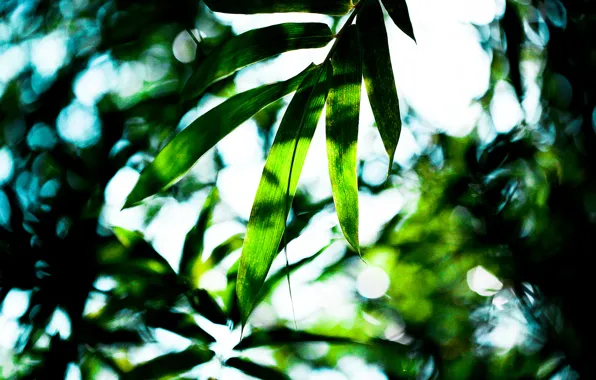 Картинка Green, Leaves, Tropical