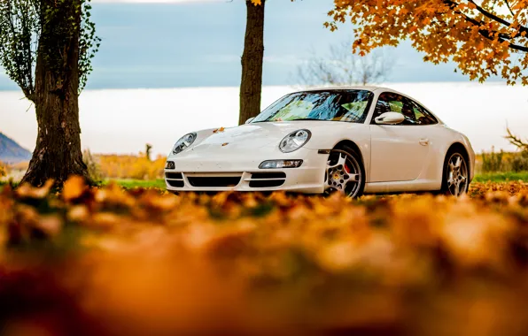 Картинка осень, белый, небо, листья, 911, Porsche, white, порше, sky, autumn, tree, foliage