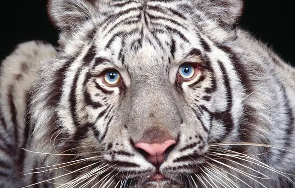 Картинка глаза, взгляд, хищник, белый тигр