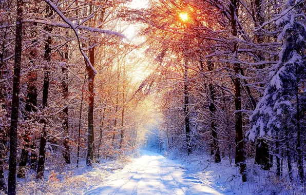 Картинка дорога, лес, снег, зимнее утро