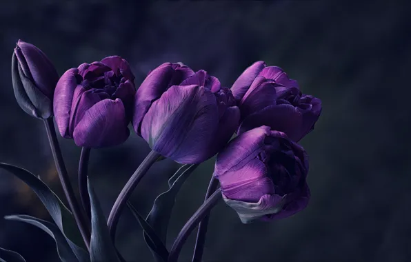 Картинка цветы, фиолетовые, тюльпаны