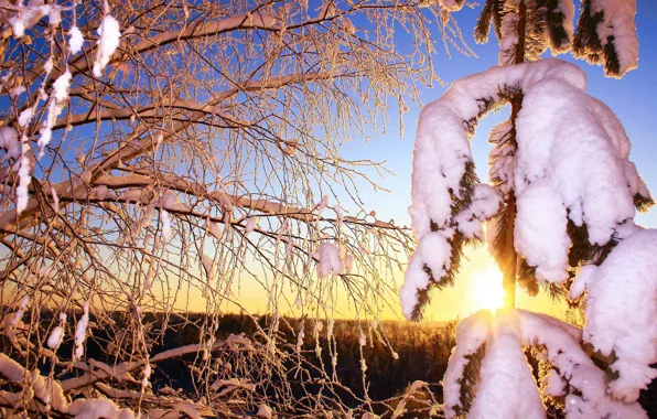 Картинка иней, лес, солнце, снег