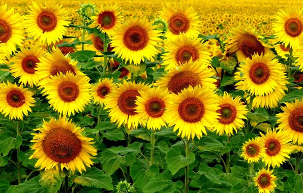 Картинка Поле, Лето, Подсолнухи, Summer, Field, Sunflowers
